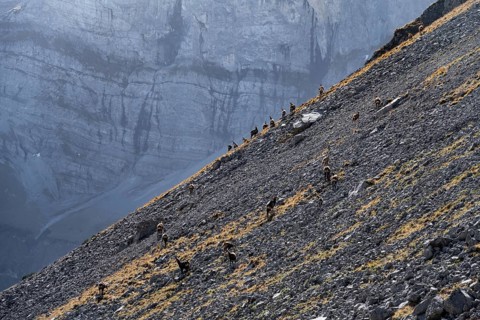 Herd of gelsen on steep rocks in a mountainous landscape, eastern Karwendel, Tyrol, Austria