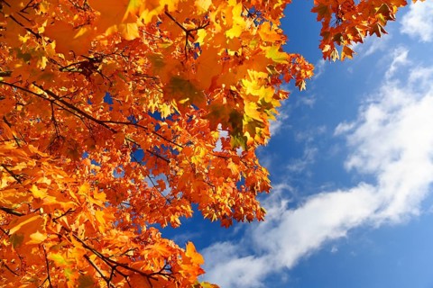 Autumn maple in Hamburg, Germany