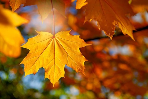 Autumn maple leaves in Hamburg, Germany