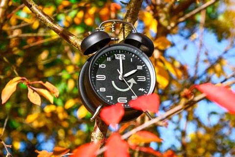 Alarm clock with backward arrow on a branch between autumn leaves, symbolic photo of time change