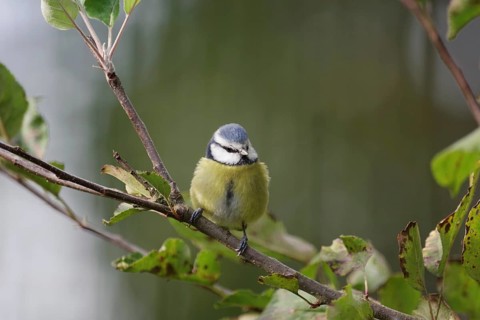 Blue tit (Cyanistes caeruleus), close-up, autumn, apple tree, cute, Germany, A tit sits on a branch