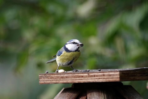 Blue tit (Cyanistes caeruleus), close-up, autumn, birdseed, The tit has a sunflower seed in its