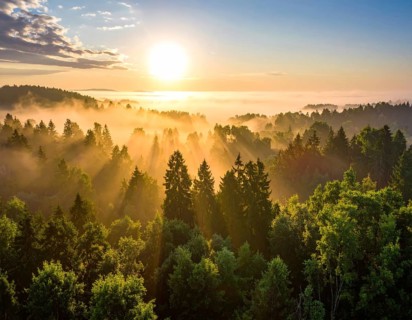 Sunrise casts rays over a misty forest, capturing a tranquil natural scene, Fog covered forest in