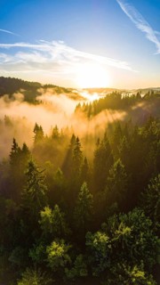 Sunrise over a misty forest with golden light filtering through the trees, Fog covered forest in