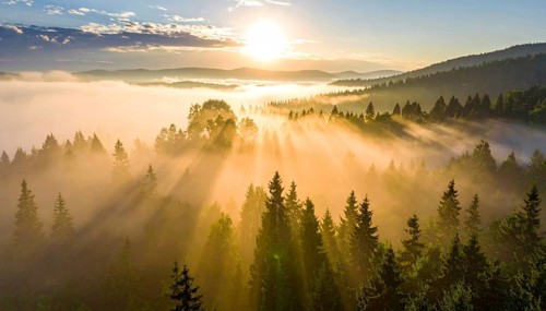 Expansive sun rays break through fog over a mountainous forest landscape, Fog covered forest in