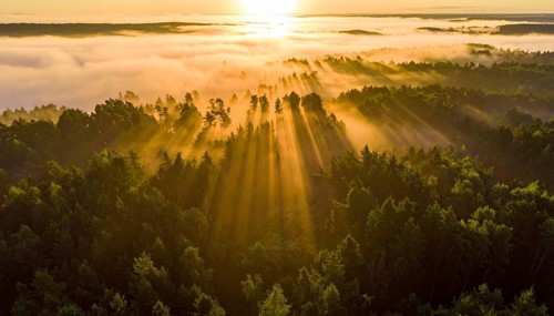 Early morning sunlight over a fog-covered forest landscape, Fog covered forest in summer with