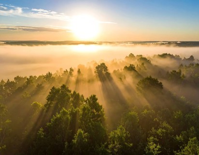 Sunlight pierces through fog over a forest, casting a peaceful morning glow, Fog covered forest in
