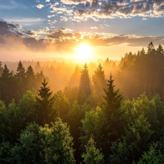 Sunset casting rays of light through a forest with dramatic clouds overhead, Fog covered forest in