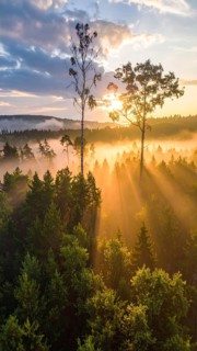Sunrise with mist and light rays filtering through a forest dominated by tall trees, Fog covered