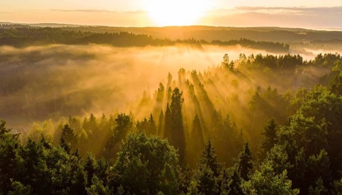Sunrise over a panoramic misty forest, with sunlight streaming through the trees, Fog covered