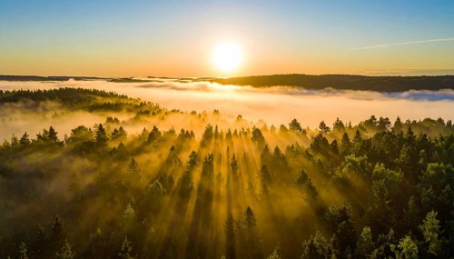 Early sunlight illuminates a mist-covered forest with tranquil golden hues, Fog covered forest in