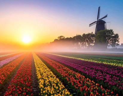 Fog covered landscape in sunrise with tulip fields and windmill in background, AI generated