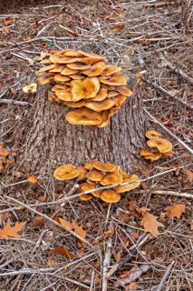 Honiggelber Hallimasch (Armillaria mellea), Baumstumpf, Sondern, Olpe, Sauerland, North