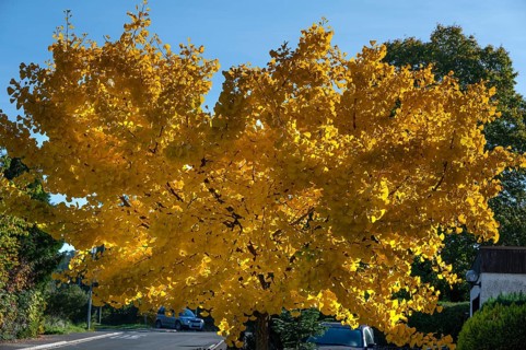 Bright yellow autumn color of a ginkgo or ginko tree (ginkgo biloba), Eckental, Middle Franconia,