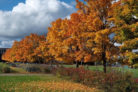 Ahornallee (Acer) in autumn colors on the school grounds of the Eckental Gymnasium, Mittelfranen,
