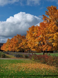 Ahornallee (Acer) in autumn colors on the school grounds of the Eckental Gymnasium, Mittelfranen,