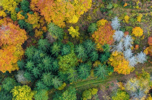 Autumn forest in the Black Forest. Drone photo of trees in colorful autumn leaves and conifers,