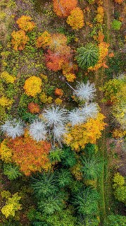 Autumn forest in the Black Forest. Drone photo of trees in colorful autumn leaves and conifers,