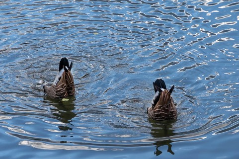 Two Canada geese (Branta canadensis) dive for food in the Pegnitz River, Lauf an der Pegnitz,