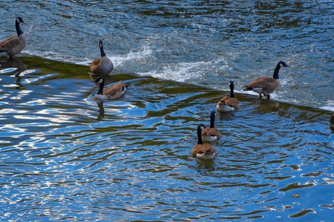 Canada geese (Branta canadensis) at a weir in Pegnitz, Lauf an der Pegnitz, Middle Franconia,