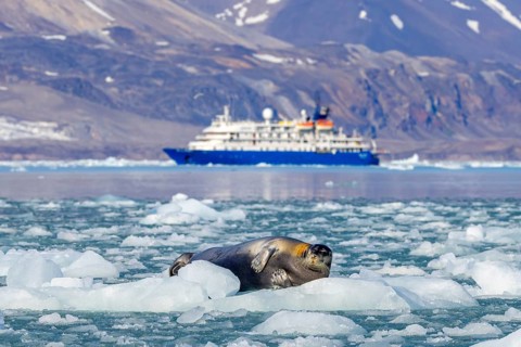 Bearded seal resting on ice floe in front of Antarctic cruise ship MV Sea Spirit of Poseidon