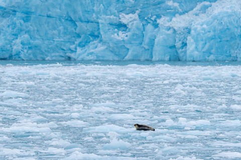 Bearded seal (Erignathus barbatus) resting on ice floe in front of ice wall of glacier along the