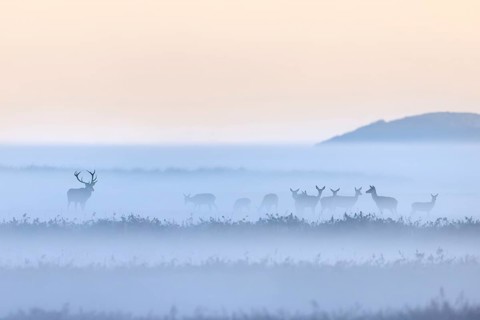 Red deer stag herding herd of hinds in morning mist along the Baltic Sea, Western Pomerania Lagoon