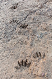 Common raccoon, North American racoon (Procyon lotor) close-up of footprints, tracks in wet sand,