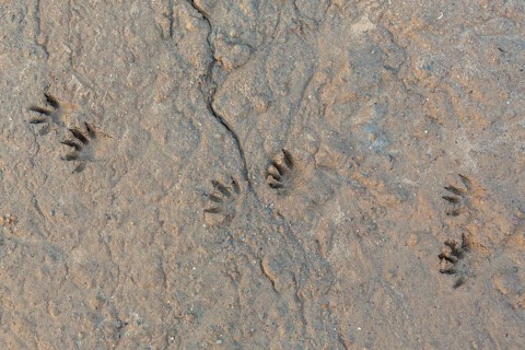 Common raccoon, North American racoon (Procyon lotor) close-up of footprints, tracks in wet sand,