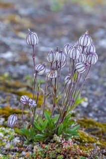 Polar campion, Northern catchfly (Silene uralensis arctica, Silene wahlbergella arcticum, Silene
