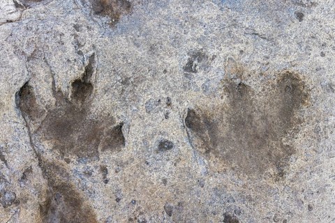 Ornithopod footprints in sandstone deposits at the Lower Cretaceous dinosaur tracksite at