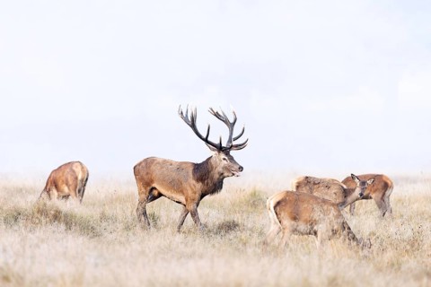 Red deer (Cervus elaphus) stag with big antlers in grassland checking out hinds, females in heat by