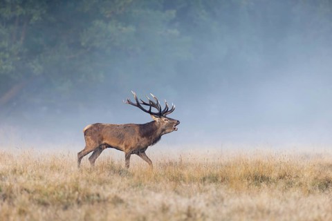 Red deer (Cervus elaphus) stag with big antlers bellowing in grassland at edge of forest in early
