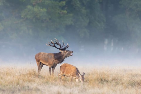 Hind and red deer (Cervus elaphus) stag with big antlers burling in grassland at edge of forest in