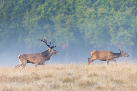 Red deer (Cervus elaphus) stag with big antlers in grassland checking out hind, female in heat by
