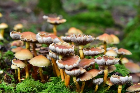 Brick red sulfur head (Hypholoma lateritium) on a tree stump in the forest, Bavaria, Germany