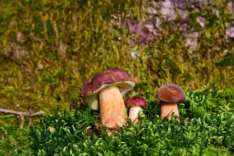 Chestnut bolete (Imleria badia) in various sizes in moss, Bavaria, Germany