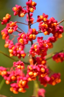 Common spindle bush (Euonymus europaeus), also European or common Pfaffenhütchen, Bavaria, Germany