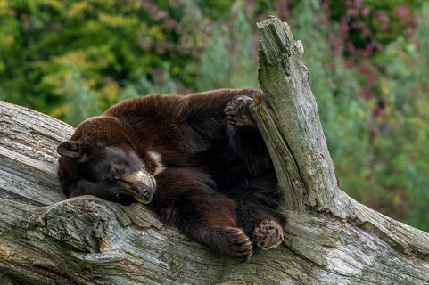American black bear (Ursus americanus) brown color variation with white blaze on the chest sleeping