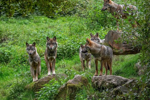 Wolf pack of six Eurasian wolves, European grey wolves (Canis lupus lupus) adults and 5 months old