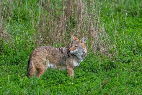 Coyote (Canis latrans) hunting in grassland, meadow, canine native to North America