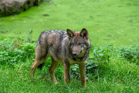 Eurasian wolf, European grey wolf (Canis lupus lupus) 5 months old pup standing on bank of pond