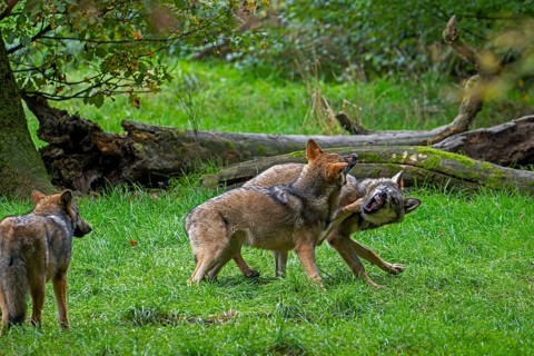 Two 5 months old pups play fighting at wolf pack of Eurasian wolves, European grey wolves (Canis
