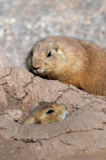 Black-tailed prairie dog (Cynomys ludovicianus) native to the Great Plains of North America,