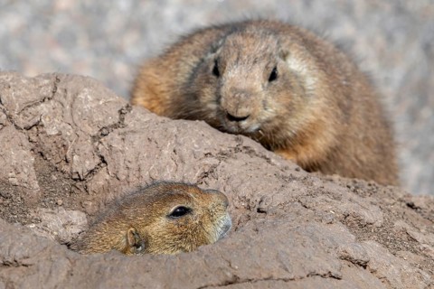 Black-tailed prairie dog (Cynomys ludovicianus) native to the Great Plains of North America,