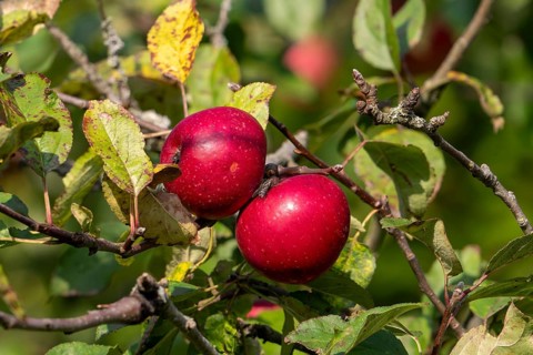 Two ripe red apples hanging from branch in apple tree (Malus domestica) in autumn, fall