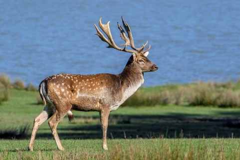 European fallow deer (Dama dama) buck, male with big antlers in grassland on lake bank in autumn,