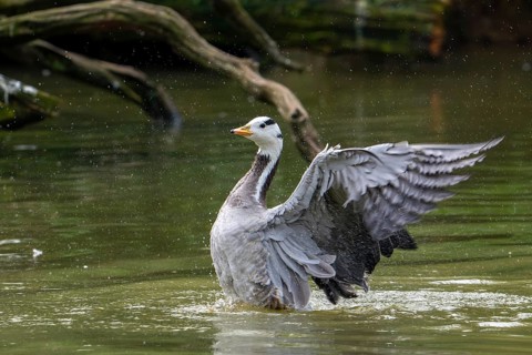 Bar-headed goose (Anser indicus) swimming in pond and flapping wings, exotic species native to