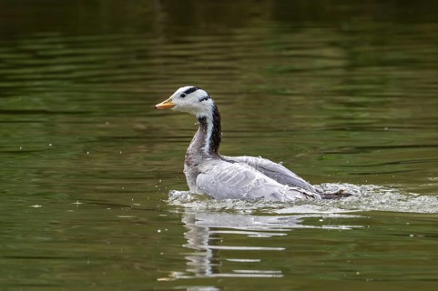 Bar-headed goose (Anser indicus) swimming in pond, exotic species native to Central Asia