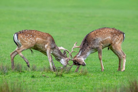 Two European fallow deer (Dama dama) bucks, males fighting by locking antlers in grassland during